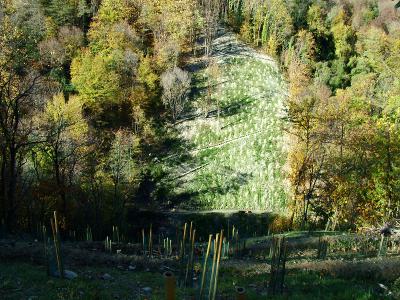 Riforestazione