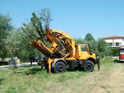 Trapianto grandi alberature
